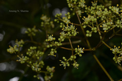 Zanthoxylum rhetsa
